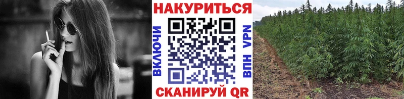darknet как зайти  Павловская  Конопля индика 